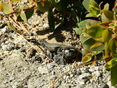 Sceloporus graciosus