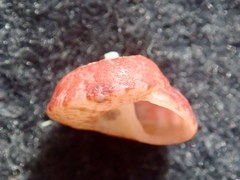 Coelotrochus carmesinus