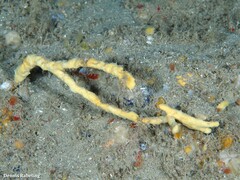 Axinella verrucosa