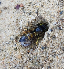 Bicyrtes quadrifasciatus