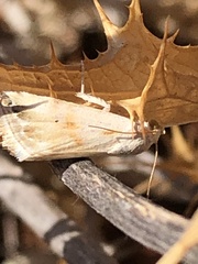 Eublemma ostrina