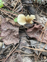 Agaricales