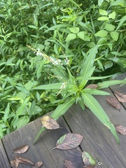 Persicaria punctata