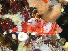 Scorpaena maderensis