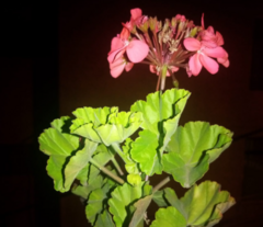 Pelargonium