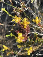 Penaea mucronata
