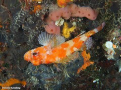 Scorpaena maderensis