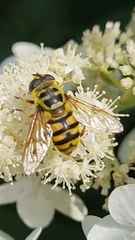 Myathropa florea