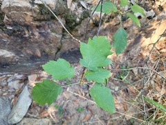 Torminalis glaberrima