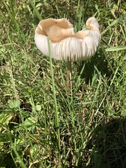 Oudemansiella