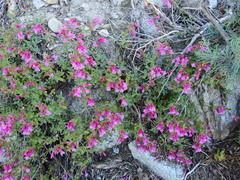 Penstemon newberryi