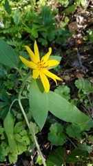 Helianthus hirsutus