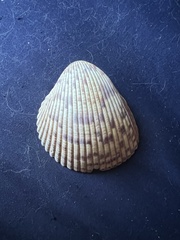 Dinocardium robustum
