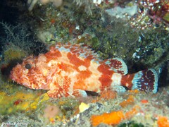 Scorpaena canariensis