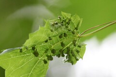 Daktulosphaira vitifoliae