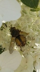 Tachina fera