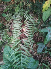 Pteris semipinnata