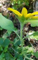 Helianthus hirsutus