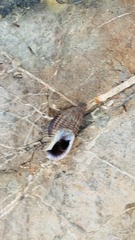 Tritia reticulata