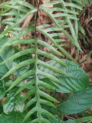 Pteris semipinnata