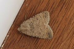 Caradrina clavipalpis