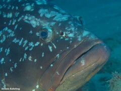 Epinephelus marginatus