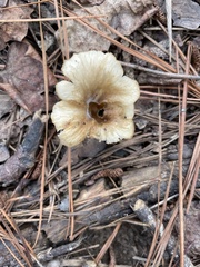 Agaricales
