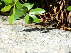 Sceloporus graciosus