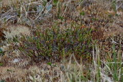 Cassiope tetragona
