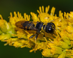 Ectemnius maculosus