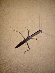 Schizomantodea