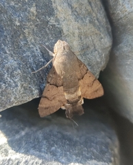 Macroglossum stellatarum