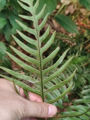 Pteris semipinnata