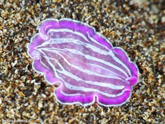 Prostheceraeus roseus