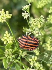 Graphosoma italicum italicum