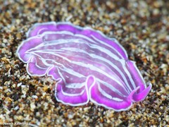 Prostheceraeus roseus