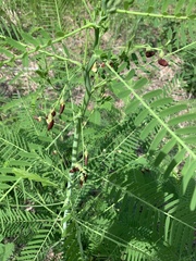 Sesbania vesicaria