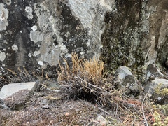 Myriopteris gracillima