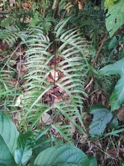 Pteris semipinnata