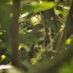 Syndactyla rufosuperciliata