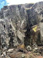 Myriopteris gracillima