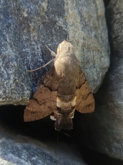 Macroglossum stellatarum