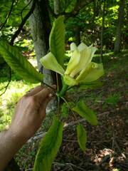 Magnolia fraseri