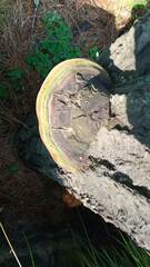 Fomitiporia hartigii