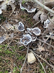 Phellodon niger