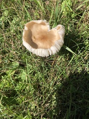 Oudemansiella