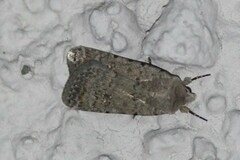 Caradrina clavipalpis