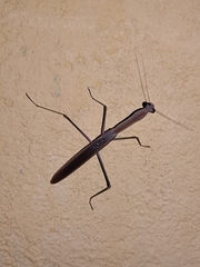 Schizomantodea