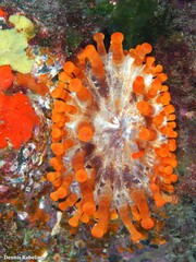 Telmatactis cricoides