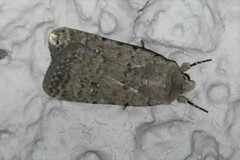 Caradrina clavipalpis
